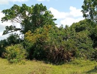 Sanjari sacred forest by Chiku Said is  in copyright