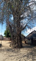 Chongoleani Baobab Tree by Chiku Said